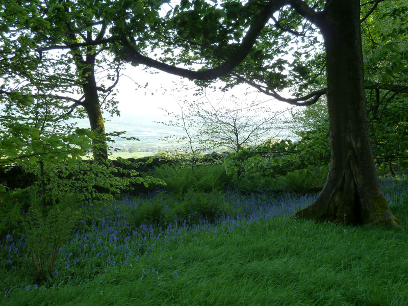 Bluebells